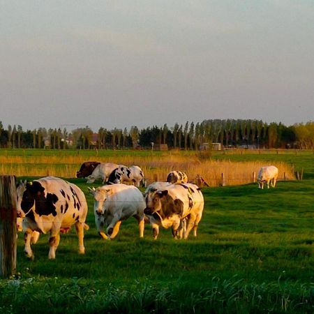 Gastenverblijf Hof Moye Tyt Middelkerke Kültér fotó